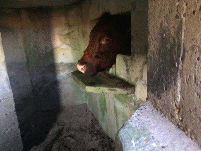 Пожарным пришлось выпиливать застрявших в дереве медвежат (8 фото)