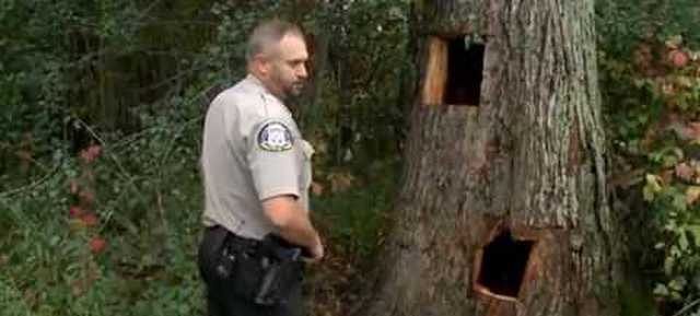 Пожарным пришлось выпиливать застрявших в дереве медвежат (8 фото)