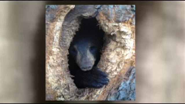 Пожарным пришлось выпиливать застрявших в дереве медвежат (8 фото)