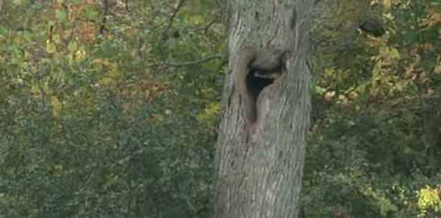 Пожарным пришлось выпиливать застрявших в дереве медвежат (8 фото)