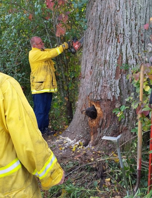 Пожарным пришлось выпиливать застрявших в дереве медвежат (8 фото)