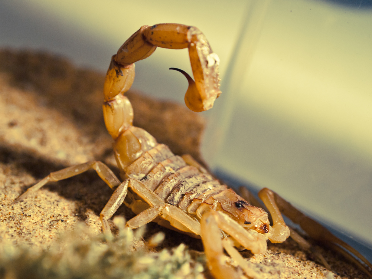 Самые смертоносные животные (9 фото)