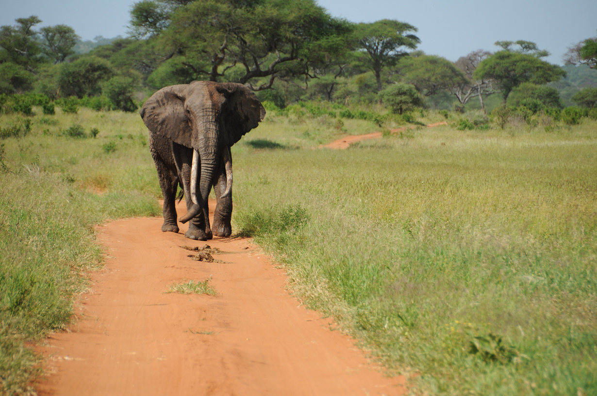 Самые смертоносные животные (9 фото)