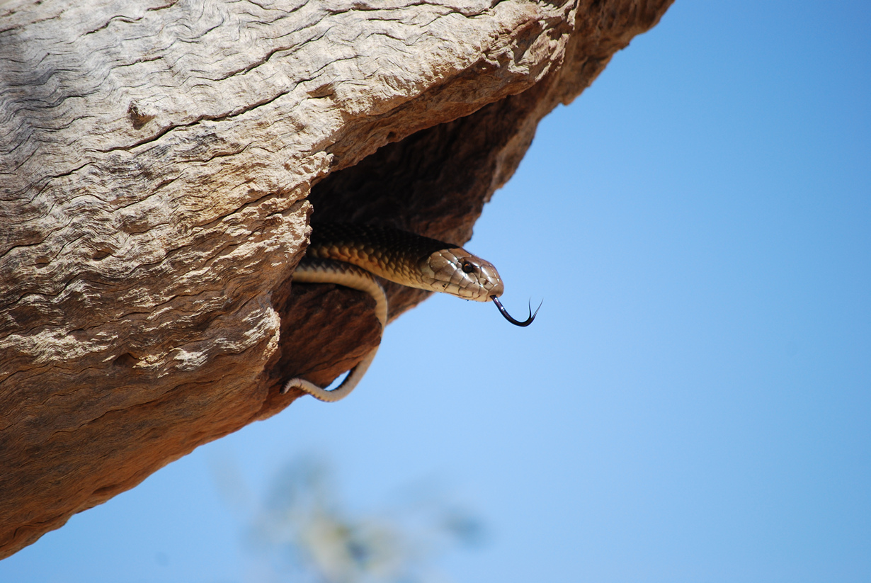 Самые смертоносные животные (9 фото)