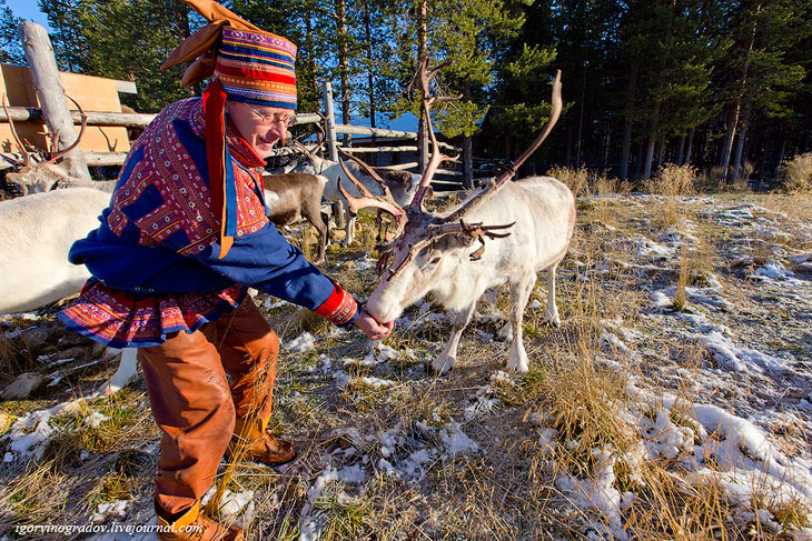В поисках Санта Клауса у северных оленей и сибирских хаски.
