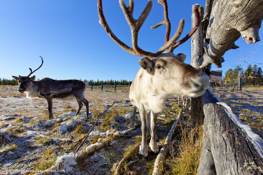 В поисках Санта Клауса у северных оленей и сибирских хаски.