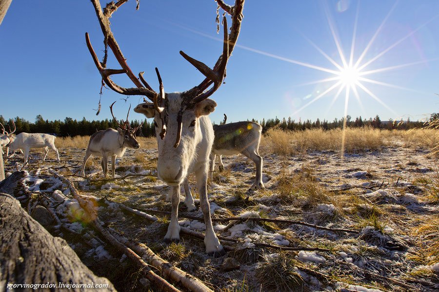 В поисках Санта Клауса у северных оленей и сибирских хаски.