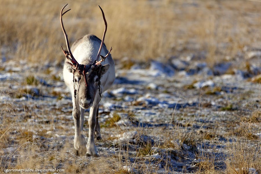 В поисках Санта Клауса у северных оленей и сибирских хаски.