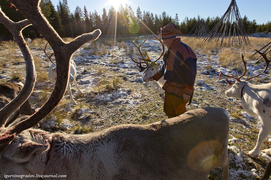 В поисках Санта Клауса у северных оленей и сибирских хаски.