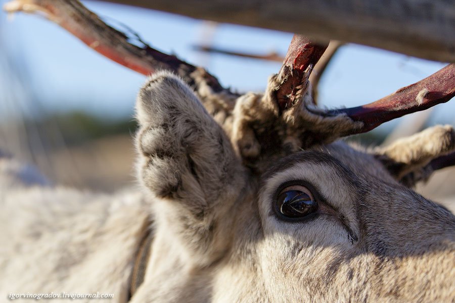 В поисках Санта Клауса у северных оленей и сибирских хаски.