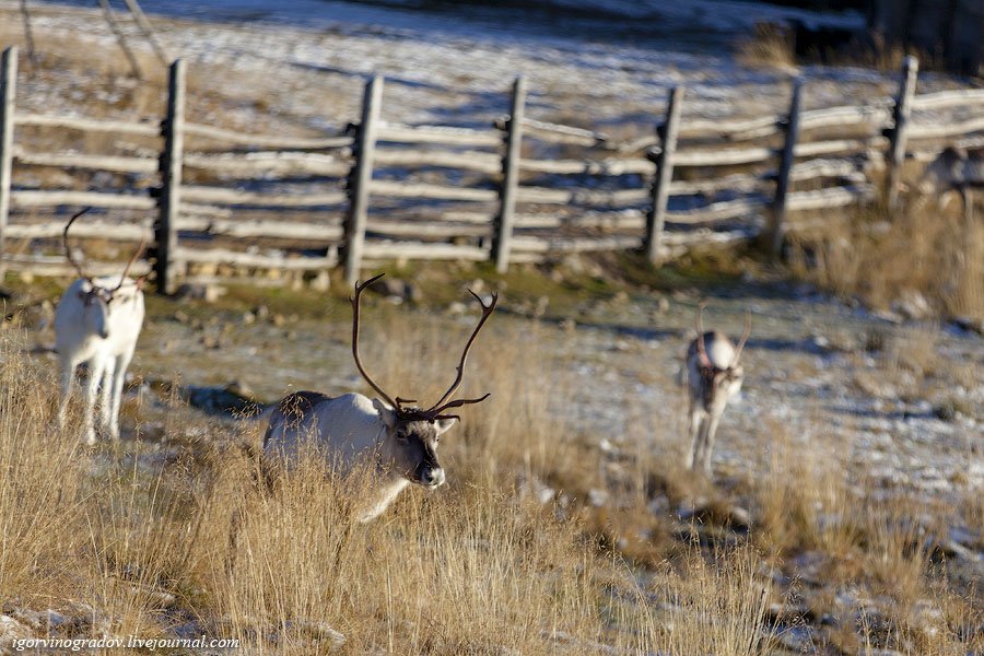 В поисках Санта Клауса у северных оленей и сибирских хаски.