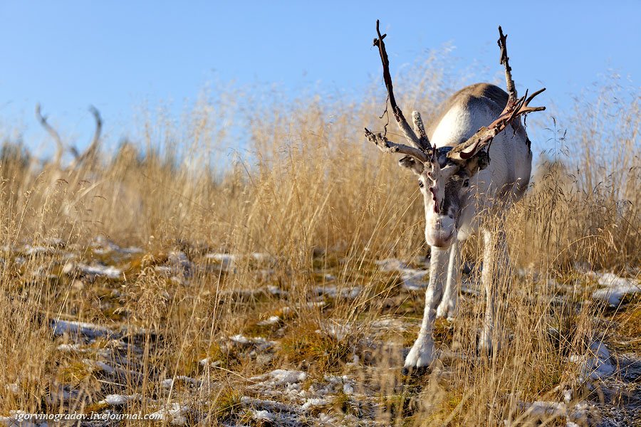 В поисках Санта Клауса у северных оленей и сибирских хаски.