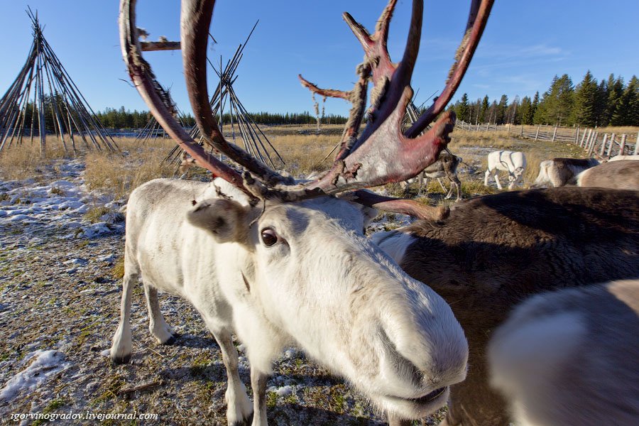 В поисках Санта Клауса у северных оленей и сибирских хаски.