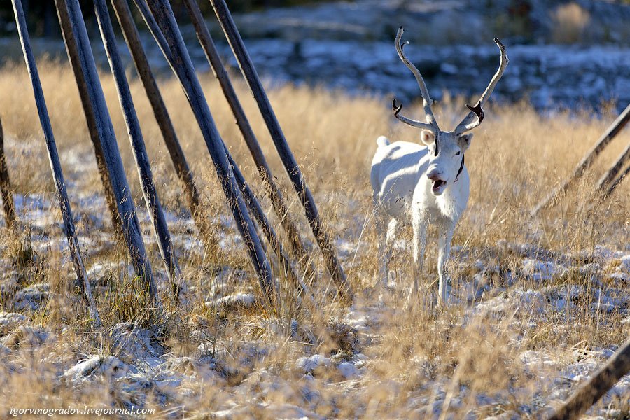В поисках Санта Клауса у северных оленей и сибирских хаски.