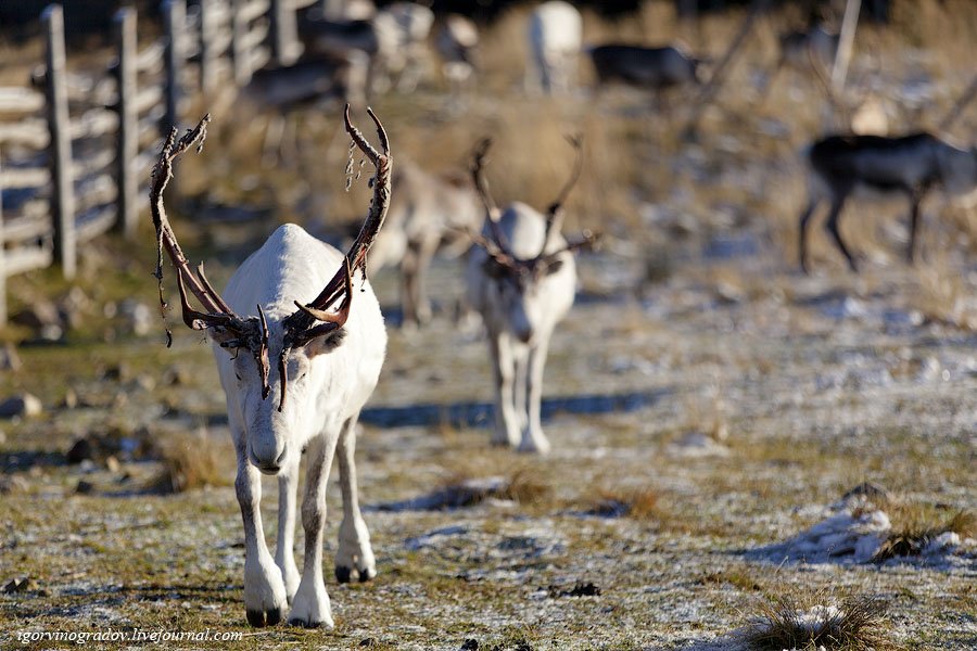 В поисках Санта Клауса у северных оленей и сибирских хаски.