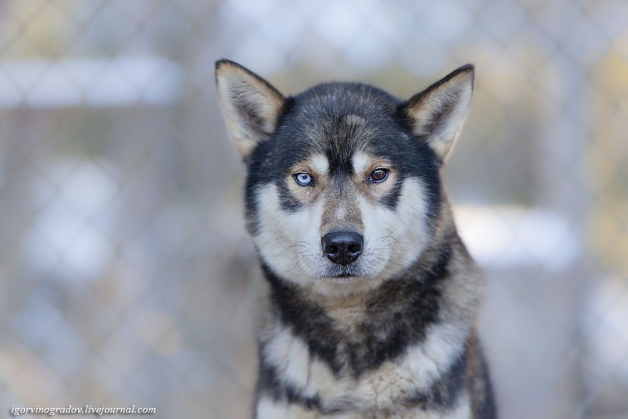 В поисках Санта Клауса у северных оленей и сибирских хаски.