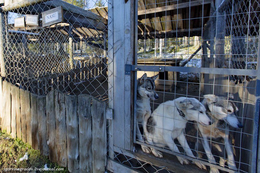 В поисках Санта Клауса у северных оленей и сибирских хаски.