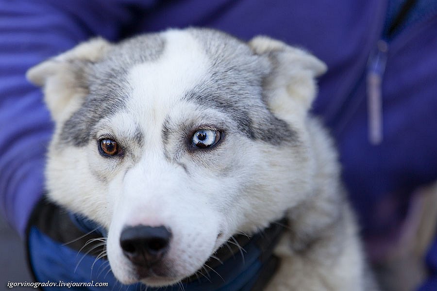 В поисках Санта Клауса у северных оленей и сибирских хаски.