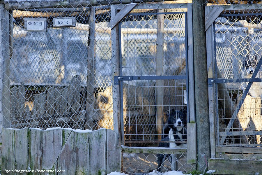 В поисках Санта Клауса у северных оленей и сибирских хаски.