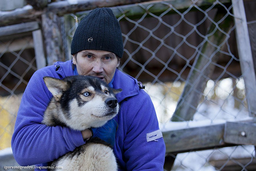 В поисках Санта Клауса у северных оленей и сибирских хаски.