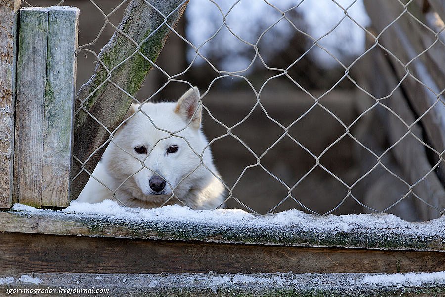 В поисках Санта Клауса у северных оленей и сибирских хаски.