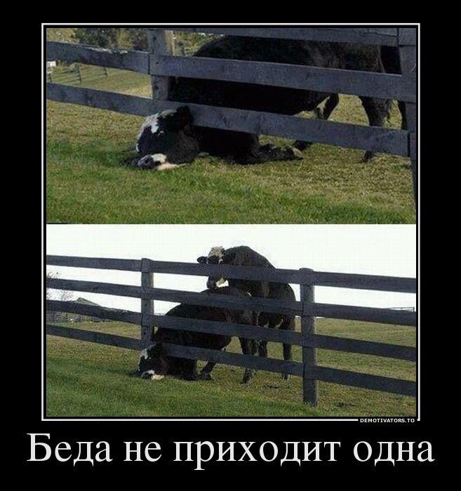 Демотиваторы