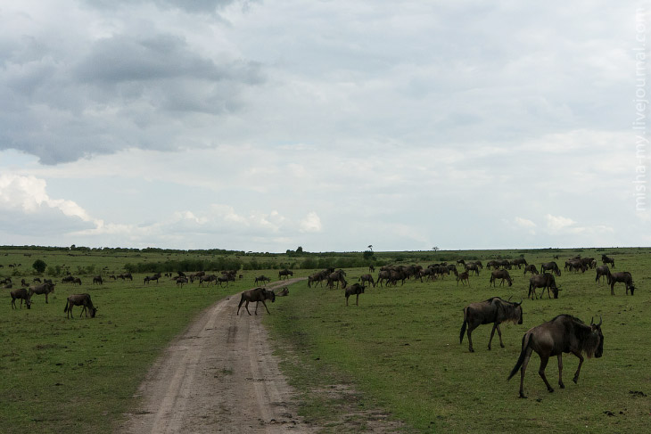 Масаи-Мара — самый известный заповедник в Кении