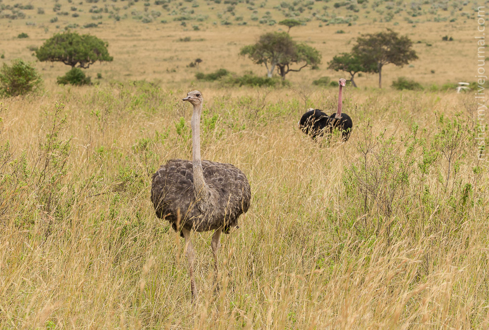 Масаи-Мара — самый известный заповедник в Кении