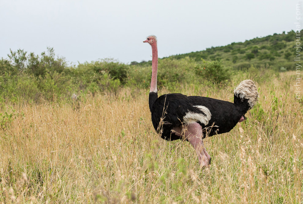 Масаи-Мара — самый известный заповедник в Кении