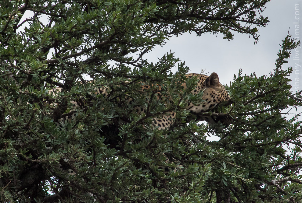 Масаи-Мара — самый известный заповедник в Кении