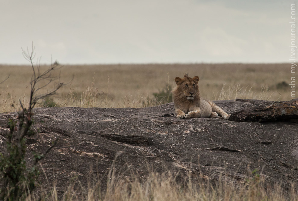 Масаи-Мара — самый известный заповедник в Кении