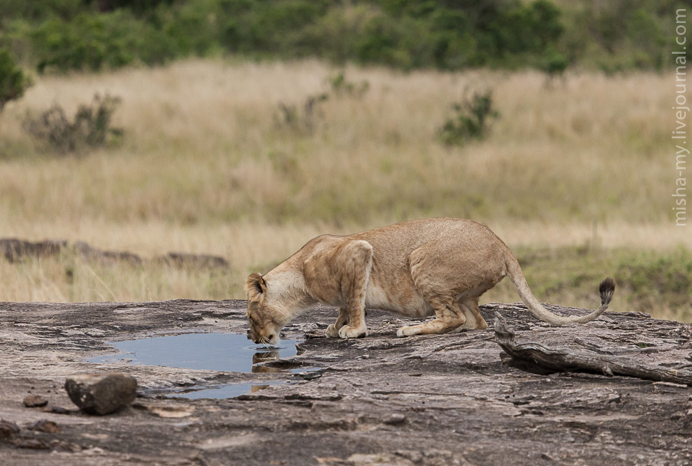 Масаи-Мара — самый известный заповедник в Кении