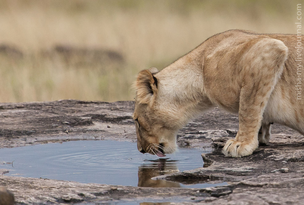 Масаи-Мара — самый известный заповедник в Кении