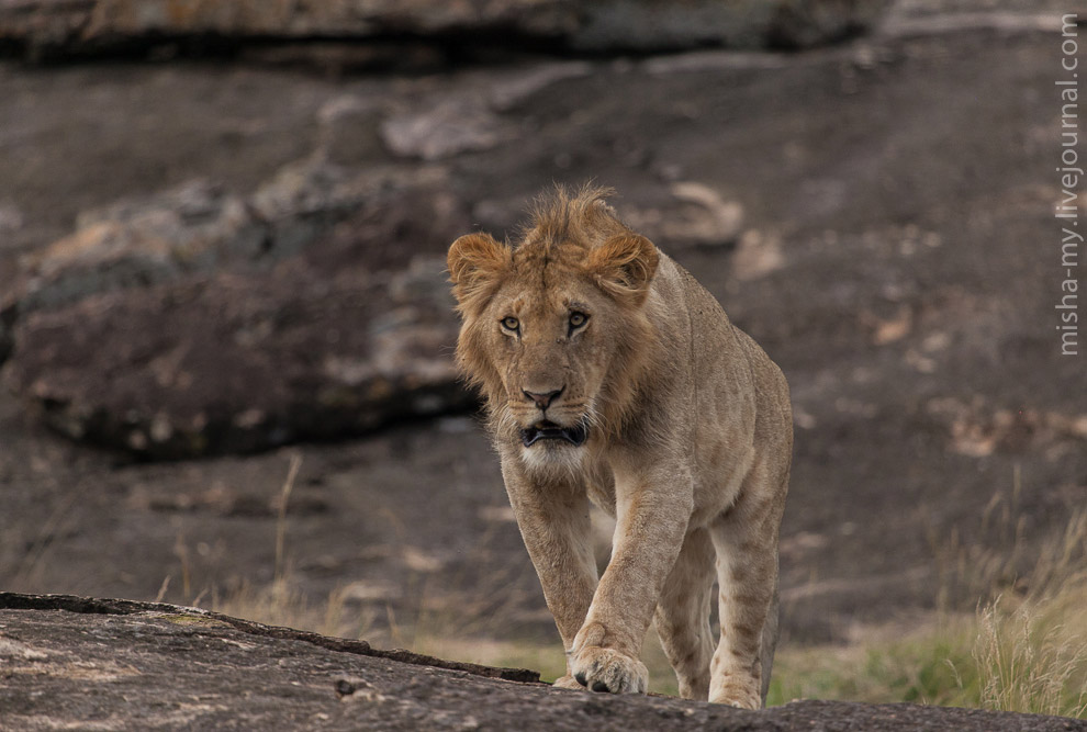 Масаи-Мара — самый известный заповедник в Кении