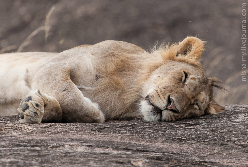 Масаи-Мара — самый известный заповедник в Кении