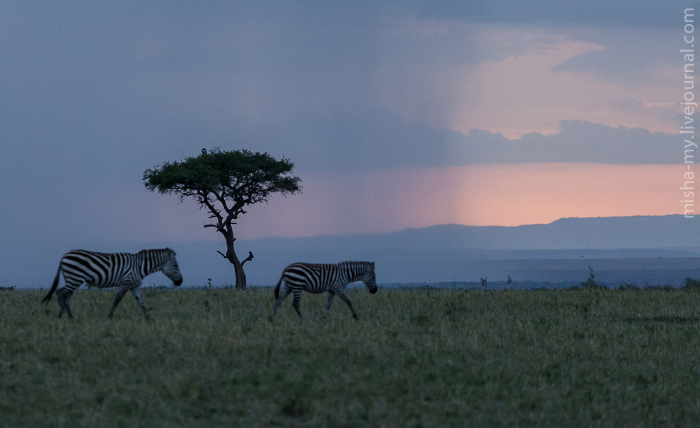 Масаи-Мара — самый известный заповедник в Кении