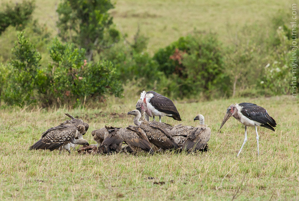 Масаи-Мара — самый известный заповедник в Кении