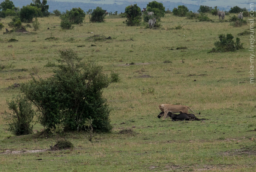 Масаи-Мара — самый известный заповедник в Кении