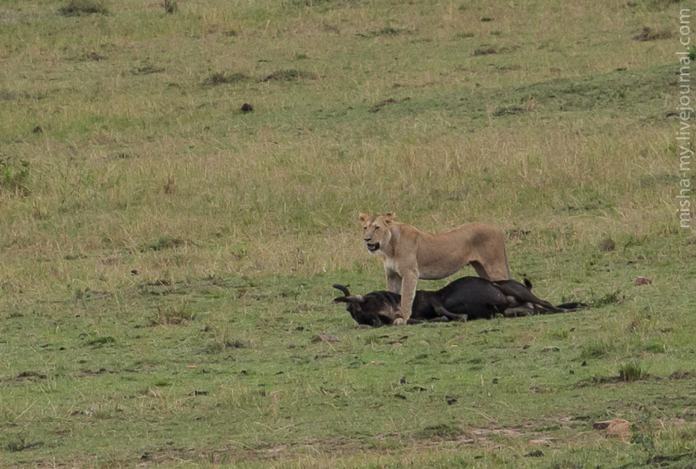 Масаи-Мара — самый известный заповедник в Кении