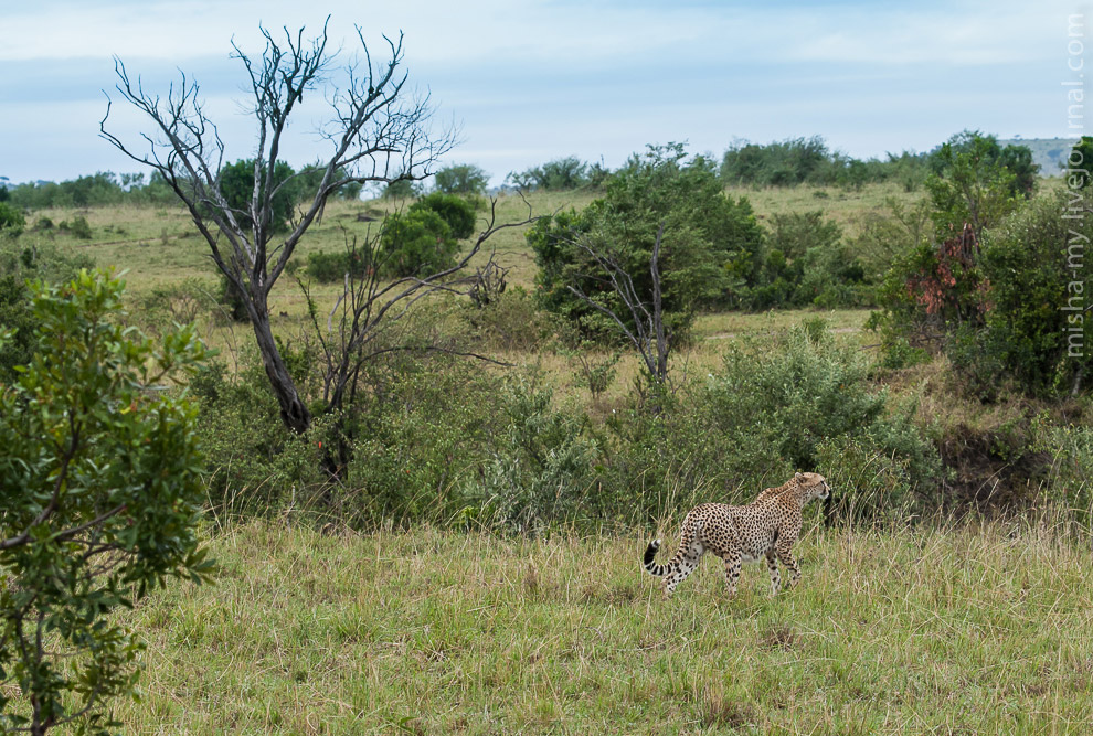 Масаи-Мара — самый известный заповедник в Кении