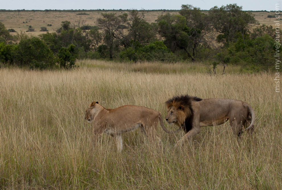 Масаи-Мара — самый известный заповедник в Кении