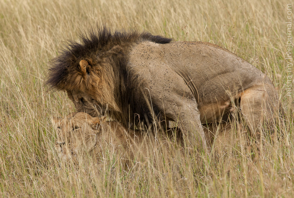 Масаи-Мара — самый известный заповедник в Кении