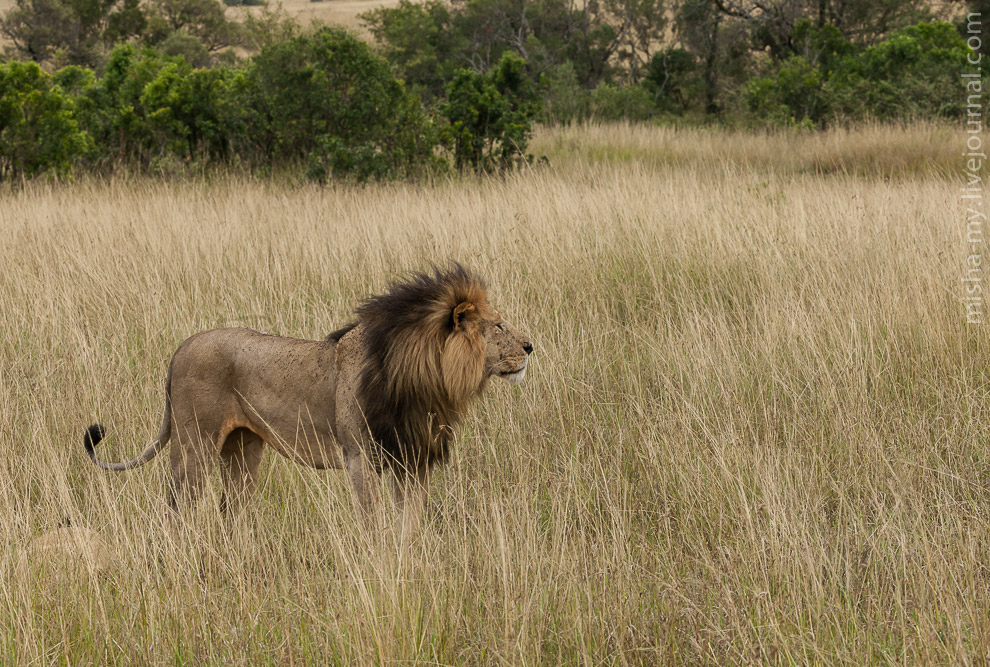 Масаи-Мара — самый известный заповедник в Кении