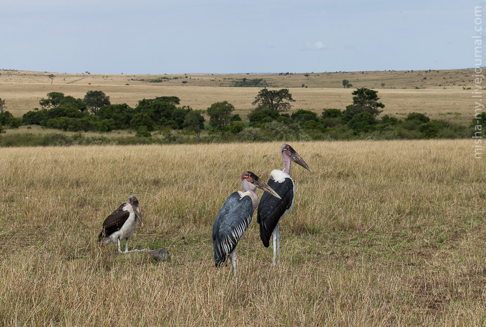 Масаи-Мара — самый известный заповедник в Кении