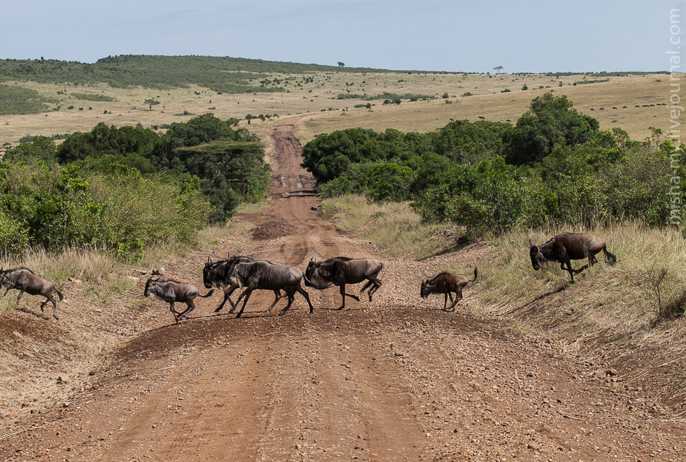 Масаи-Мара — самый известный заповедник в Кении