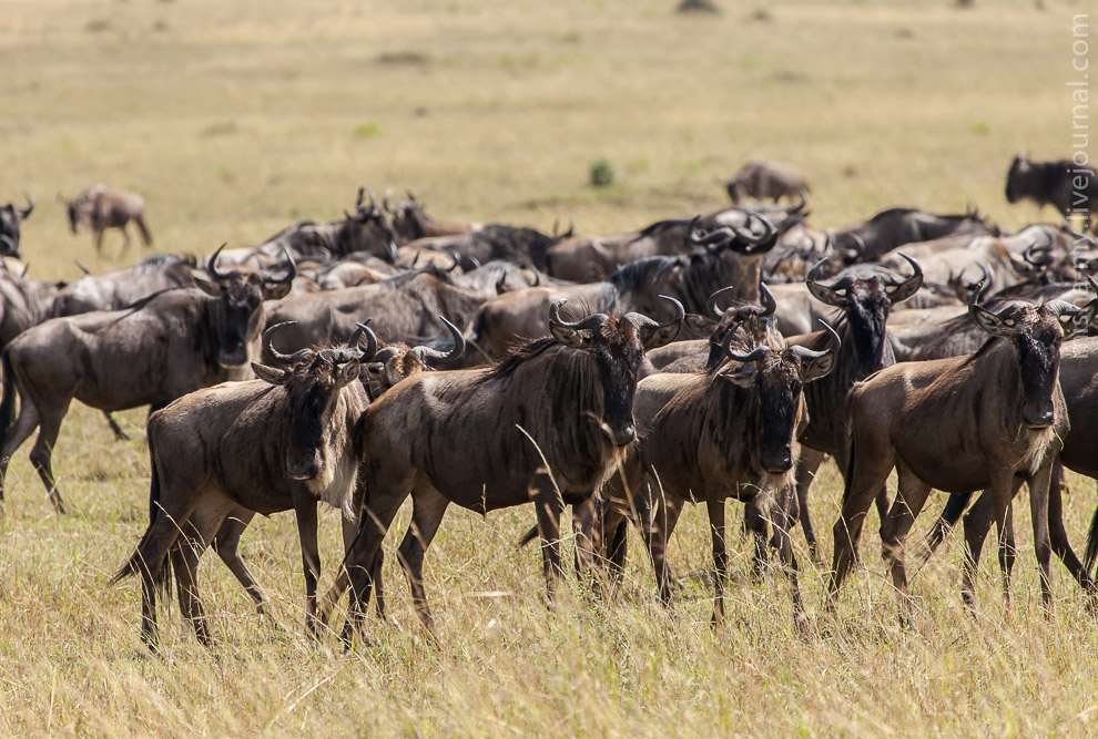 Масаи-Мара — самый известный заповедник в Кении