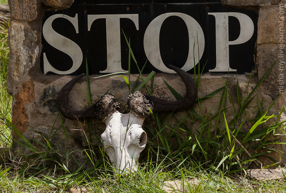 Масаи-Мара — самый известный заповедник в Кении