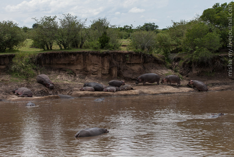 Масаи-Мара — самый известный заповедник в Кении