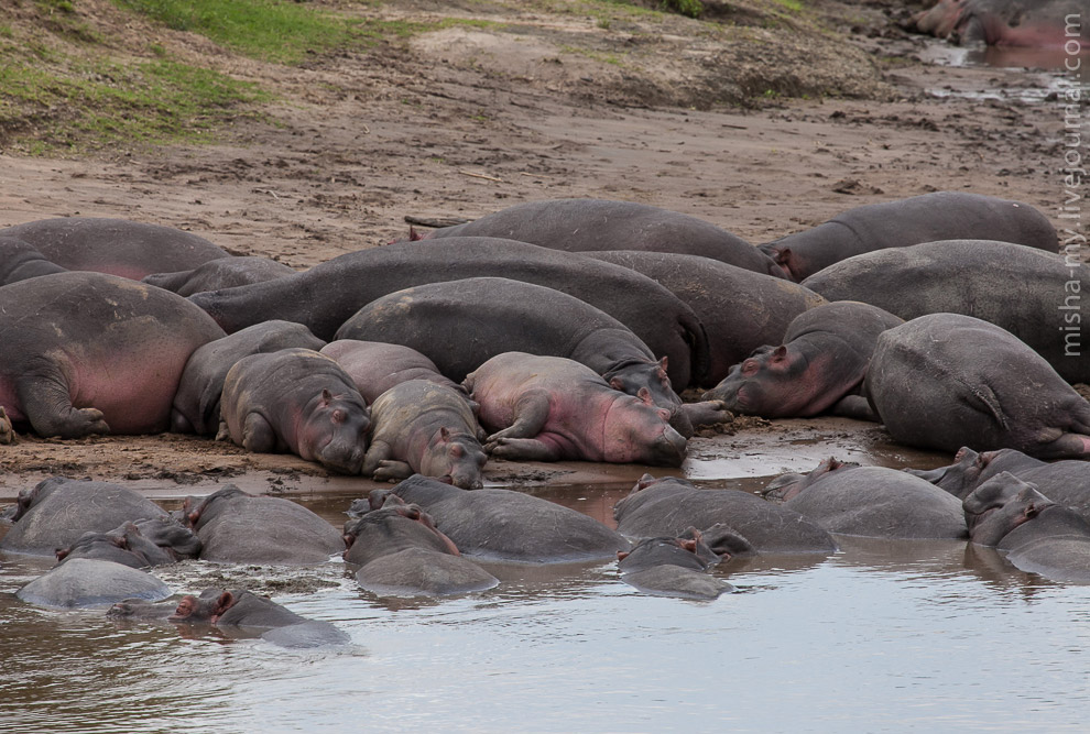 Масаи-Мара — самый известный заповедник в Кении