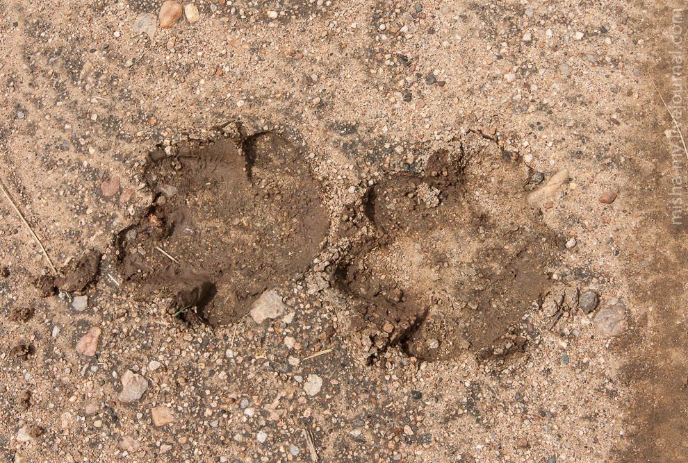 Масаи-Мара — самый известный заповедник в Кении